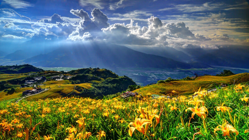 Yellow Lilies in Field — Dramatic, Afternoon, Photograph