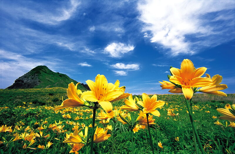 Yellow Lilies in Field — Serene, Afternoon