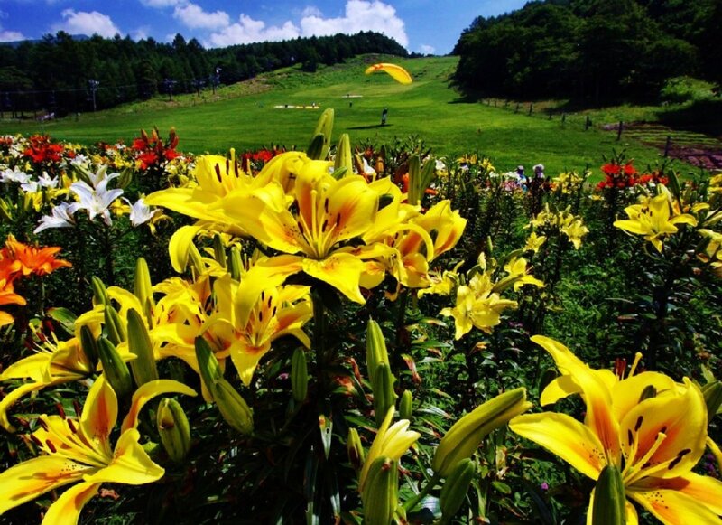 Yellow Lilies in Field — Serene, Summer