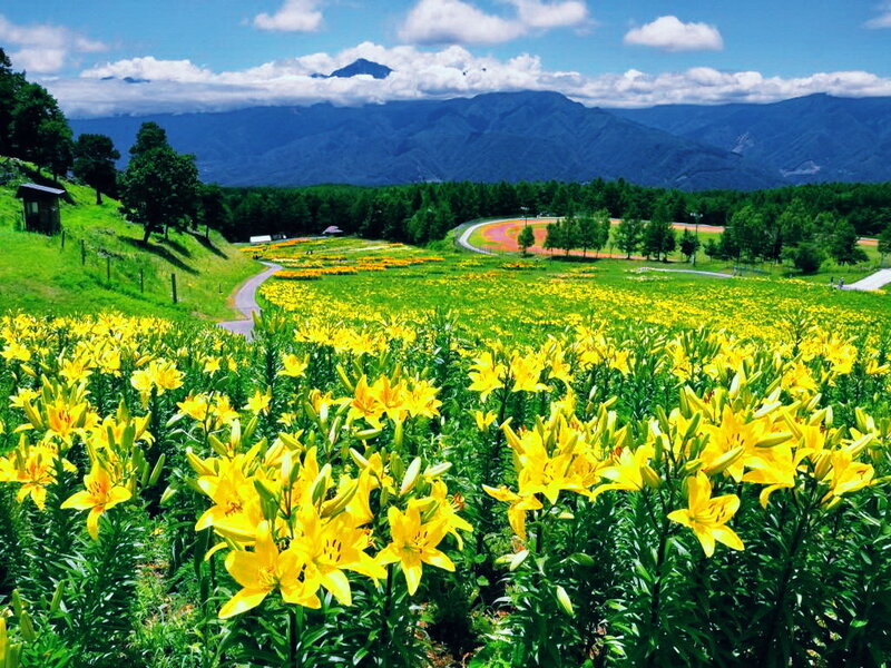Yellow Lilies in Field — Serene