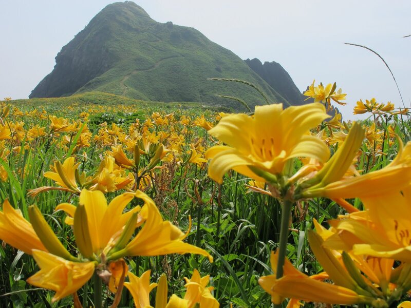 Yellow Lilies in Field