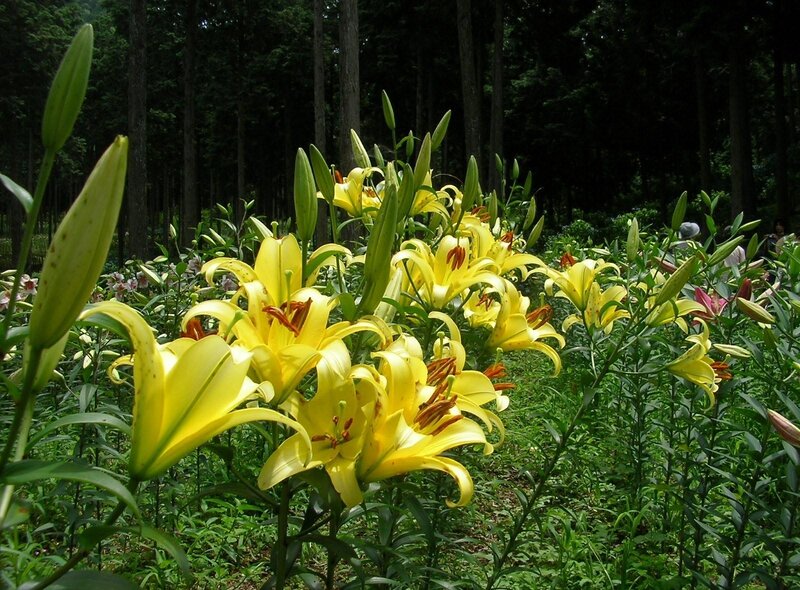 Yellow Lilies in Forest — Serene