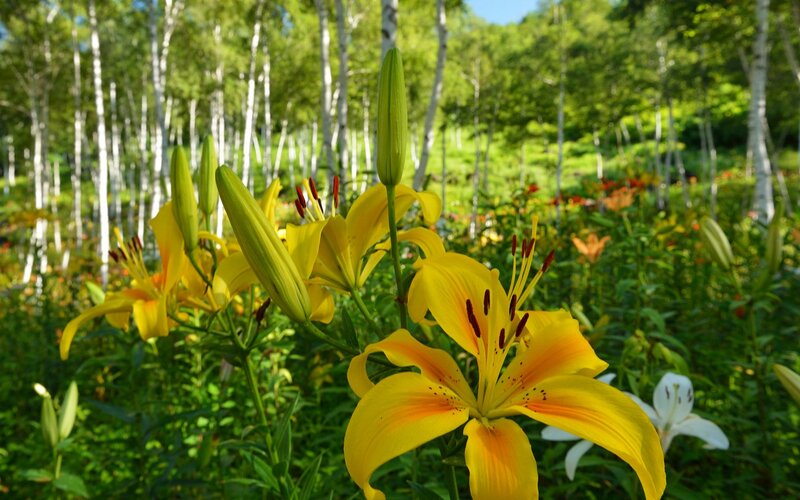 Yellow Lilies in Forest