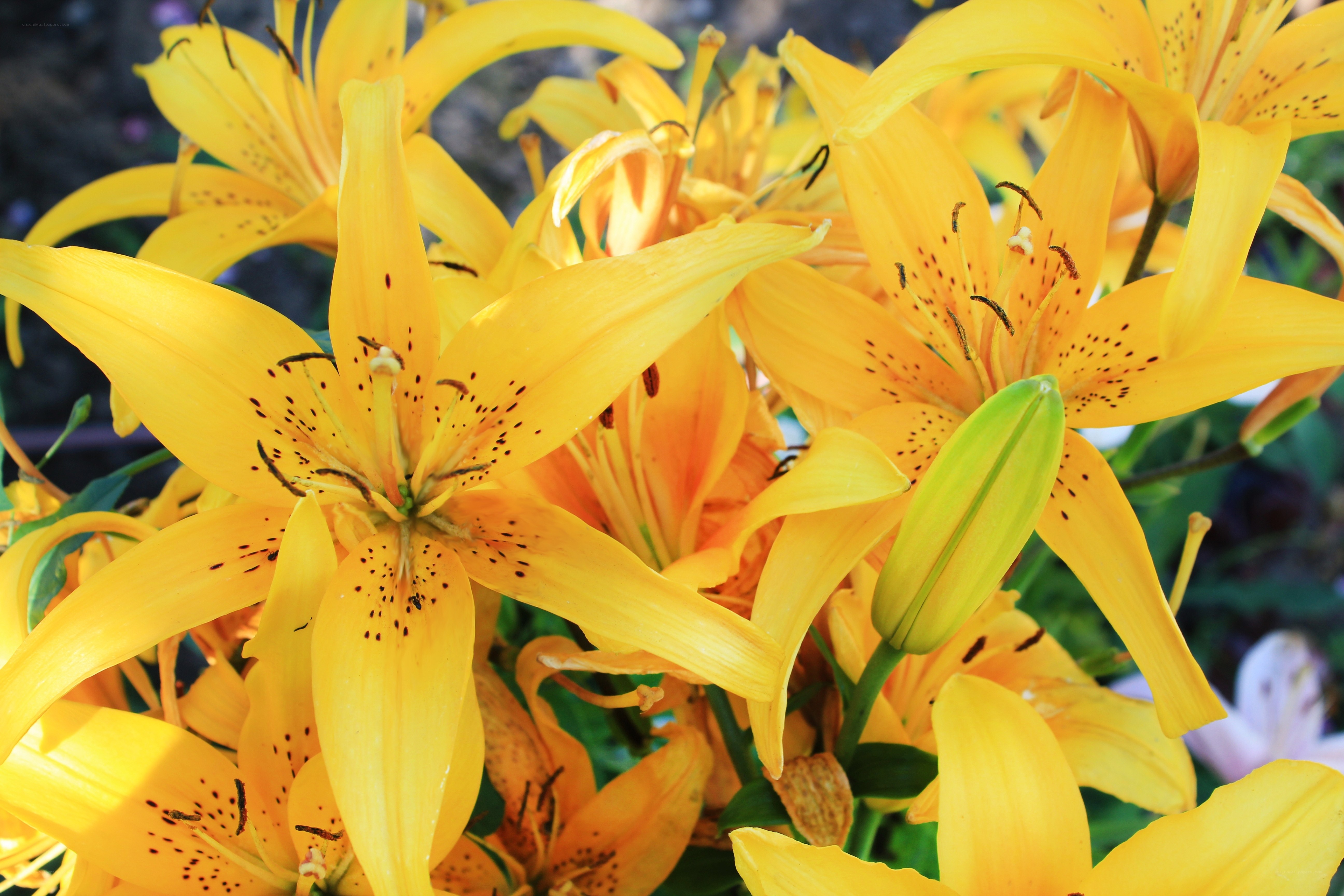 Yellow lilies in full bloom