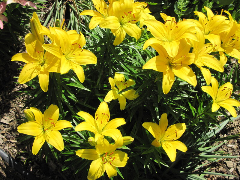 Yellow Lilies in Garden — Bright, Afternoon