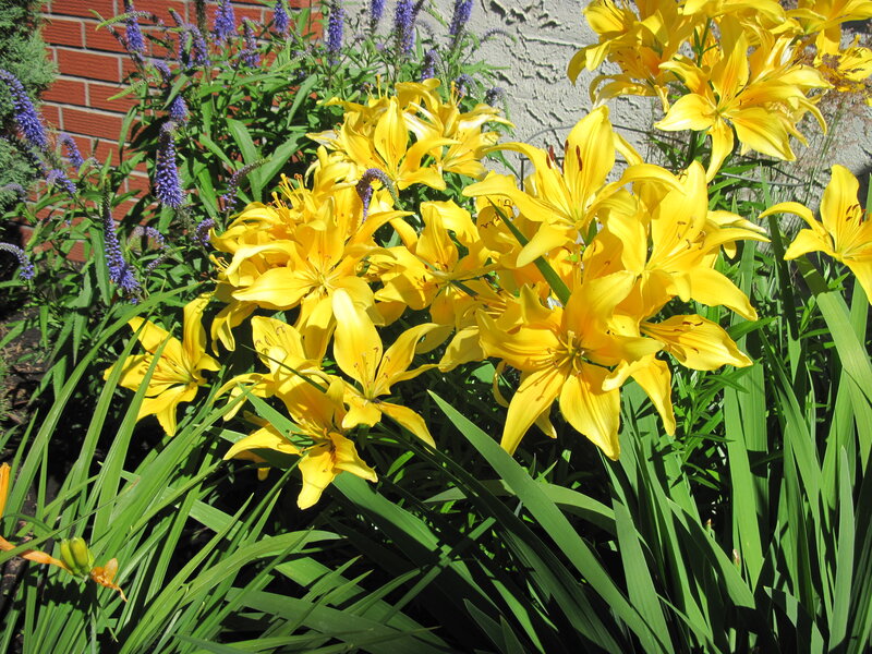 Yellow Lilies in Garden — Bright