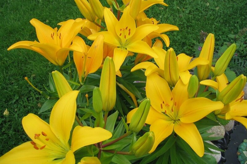 Yellow Lilies in Garden — Calm, Afternoon, Photograph