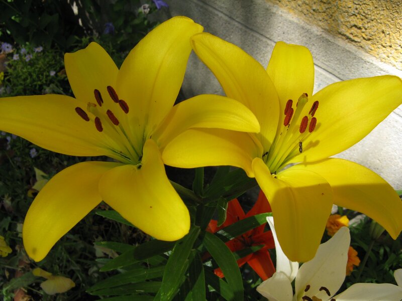 Yellow Lilies in Garden — Calm, Afternoon