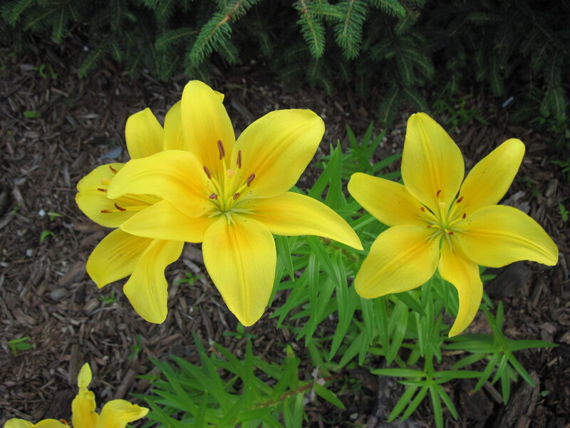 Yellow Lilies in Garden — Calm