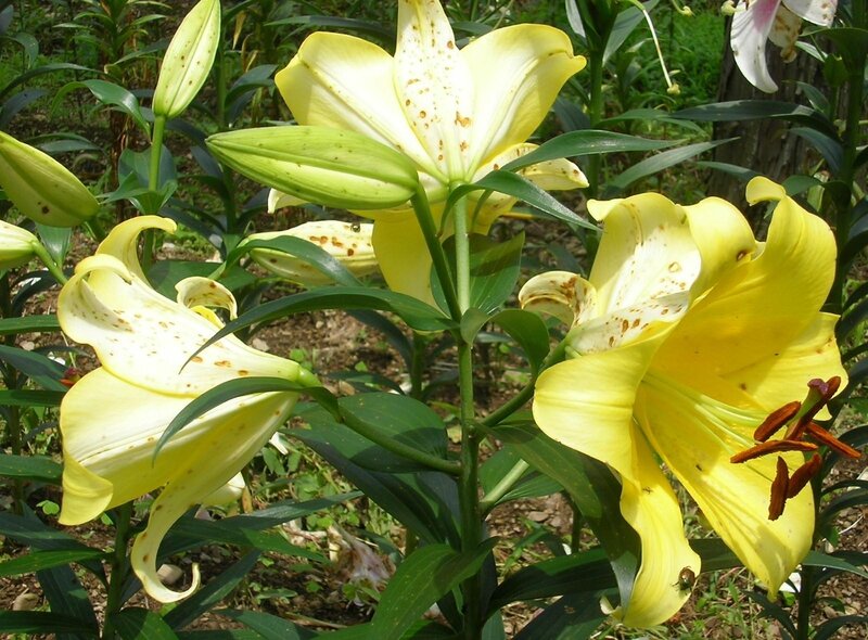 Yellow Lilies in Garden — Natural, Afternoon, Photograph