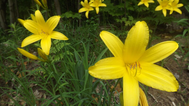 Yellow Lilies in Garden — Natural