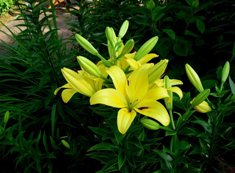 Yellow Lilies in Garden — Serene, Afternoon, Photograph, Green Leaves