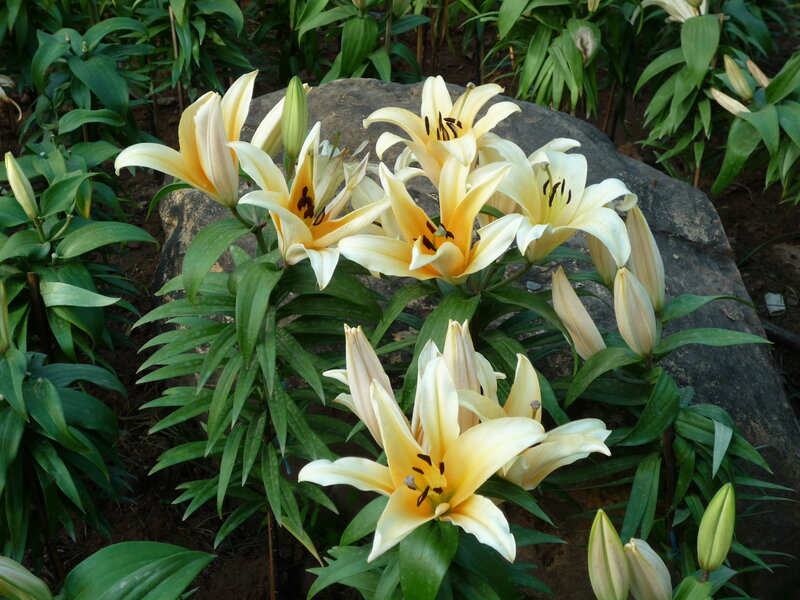 Yellow Lilies in Garden — Serene, Afternoon, Photograph