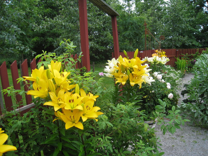 Yellow Lilies in Garden — Serene, Summer