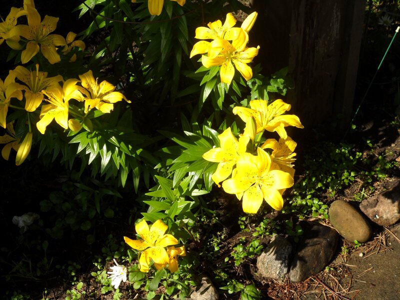 Yellow Lilies in Garden — Serene
