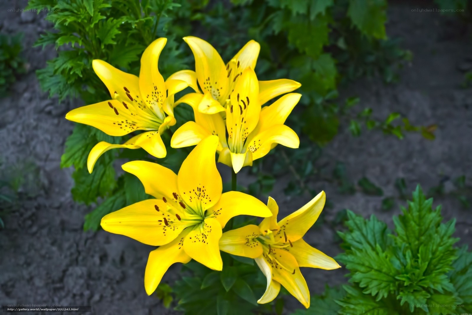 Yellow lilies in garden