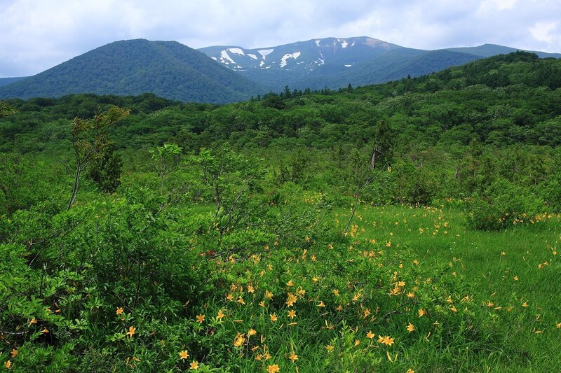 Yellow Lilies in Meadow