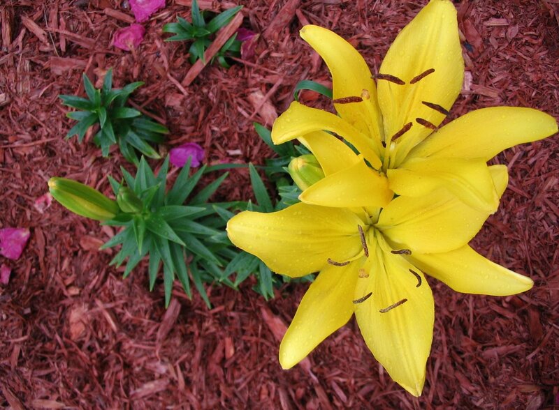 Yellow lilies in mulch