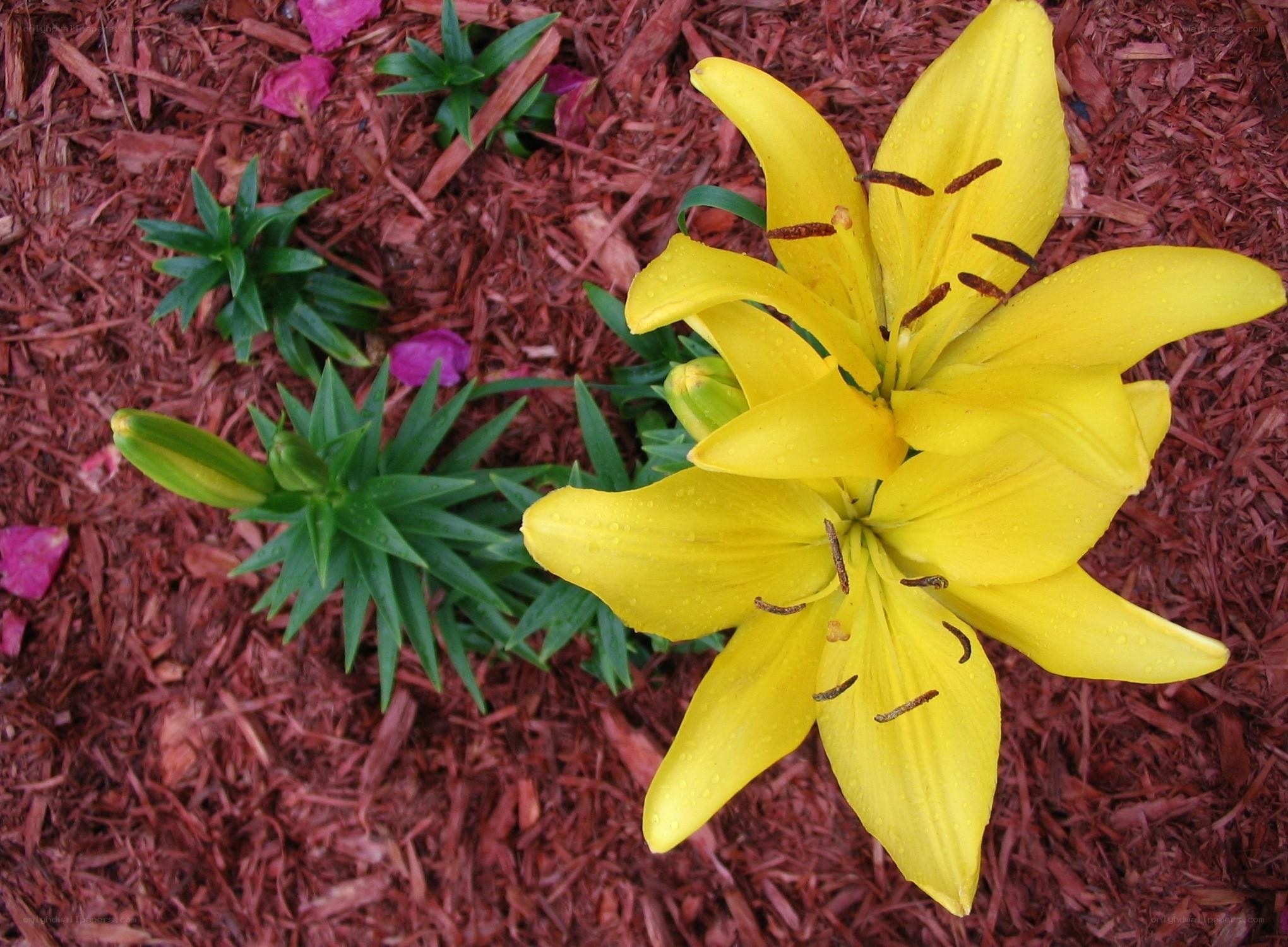 Yellow lilies in mulch