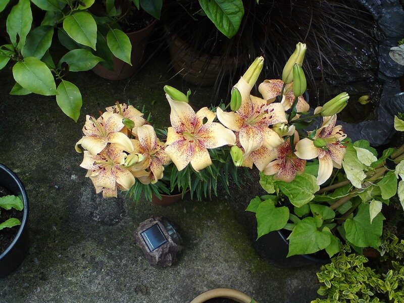 Yellow Lilies in Pots