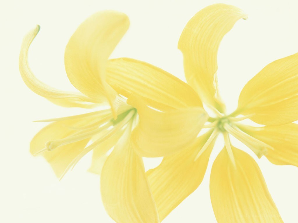 yellow lilies in soft light
