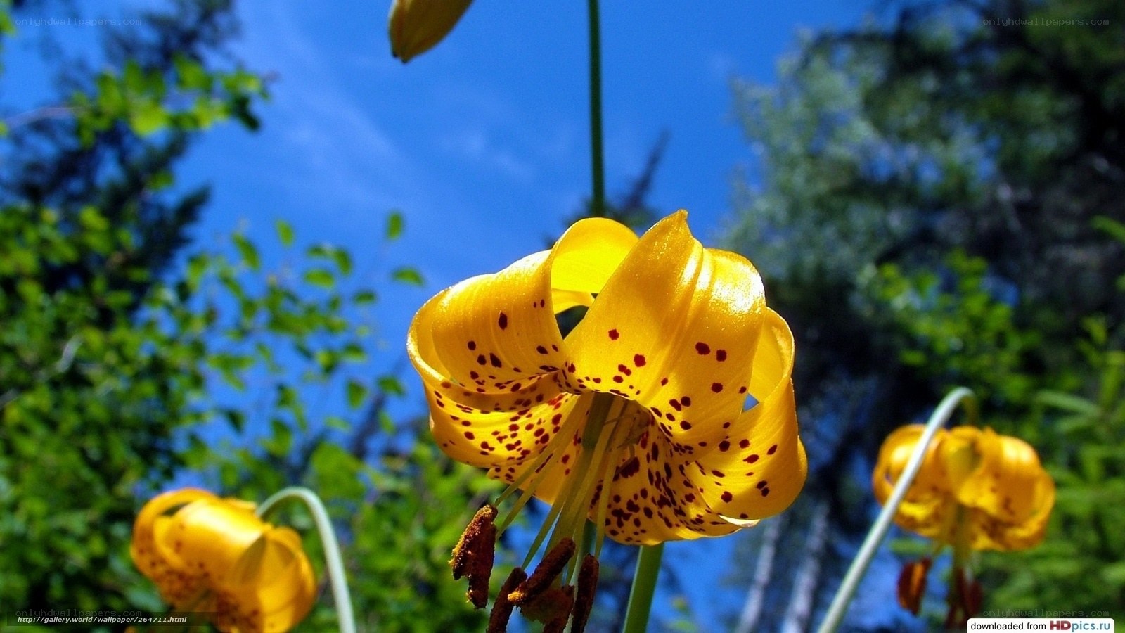 Yellow lilies in sunlight