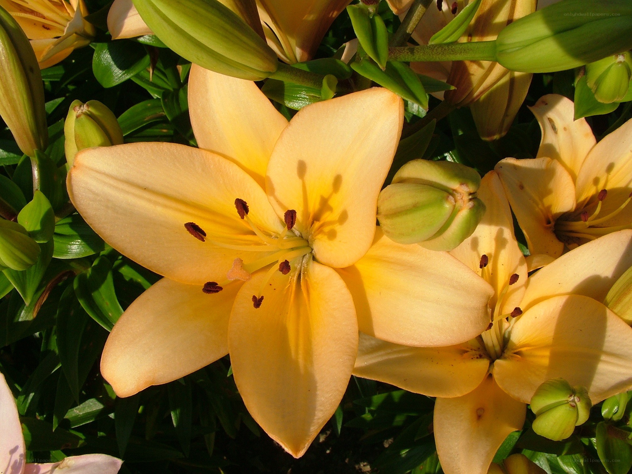 Yellow lilies in sunlight