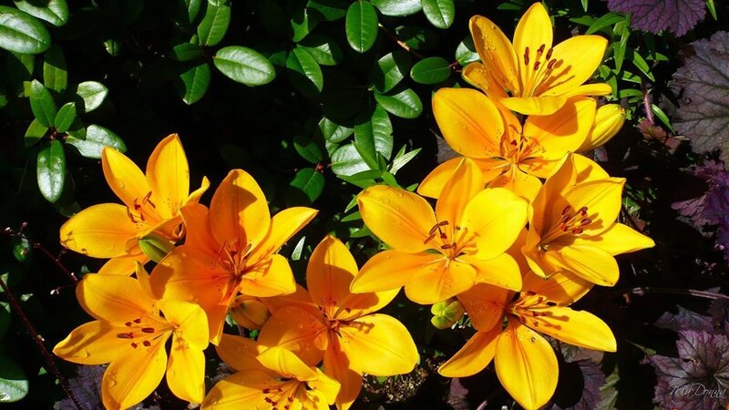 Yellow lilies in sunlight