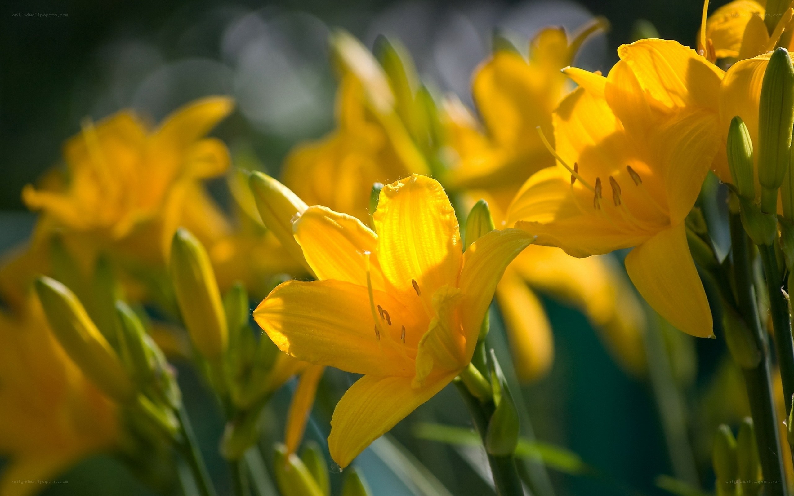 Yellow lilies in sunlight
