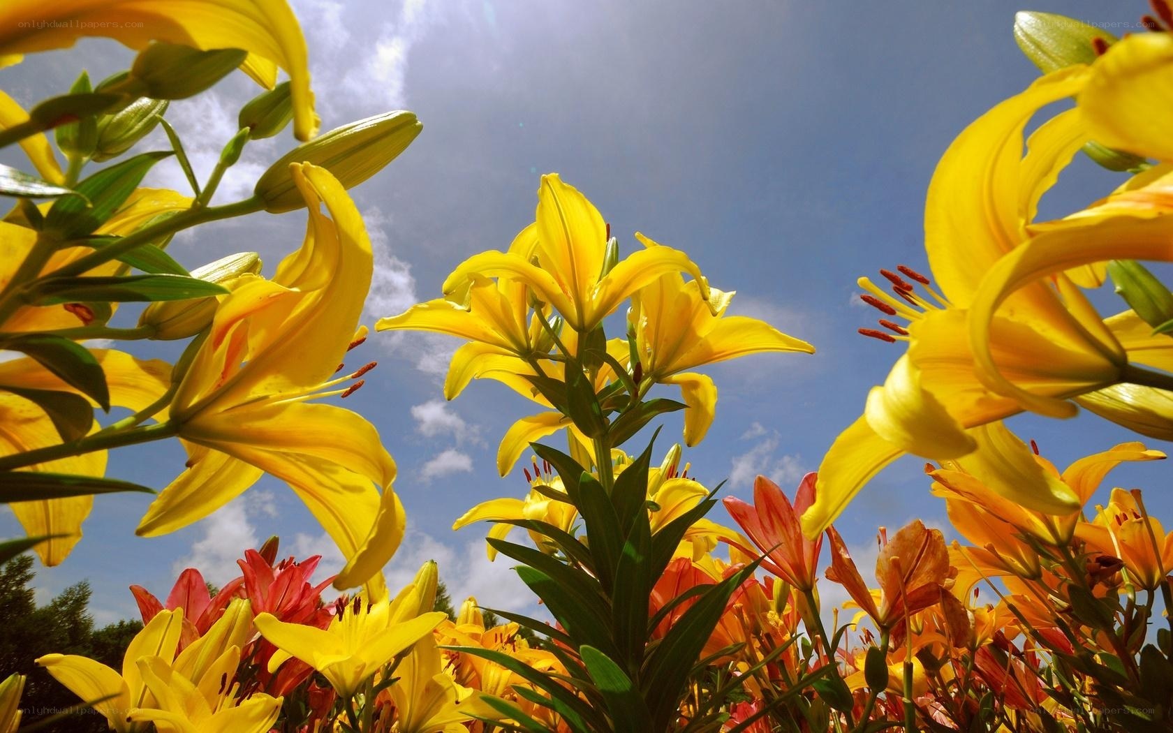 Yellow lilies in the sun