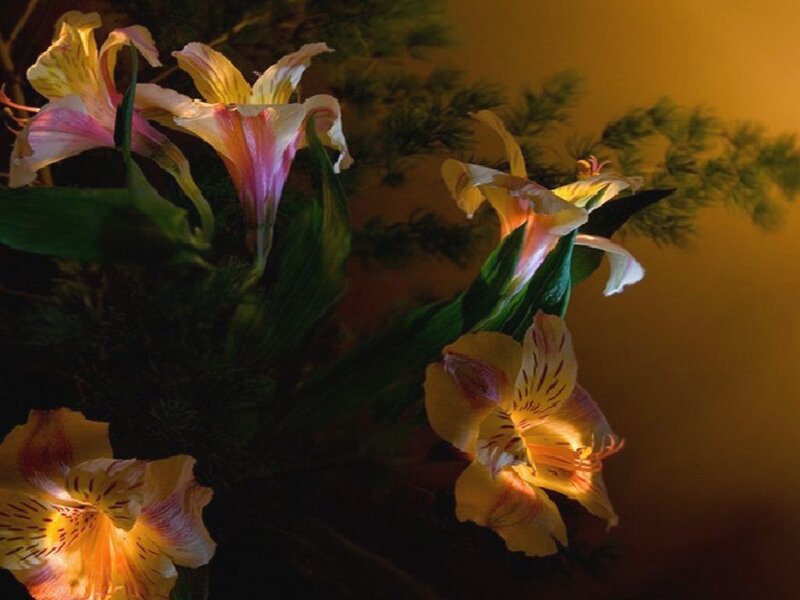 Yellow lilies in warm light