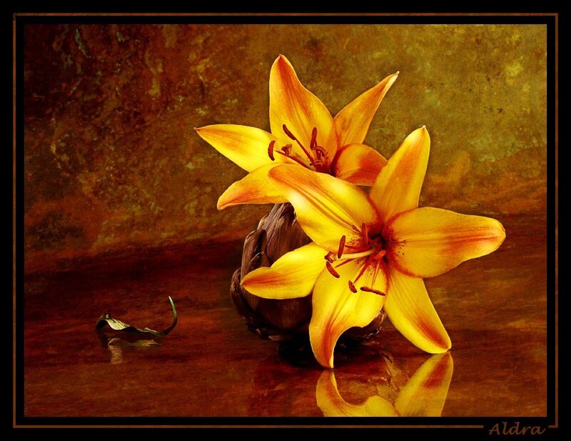 Yellow lilies on a reflective surface