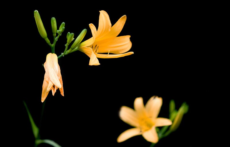 Yellow Lilies on Black — Dramatic