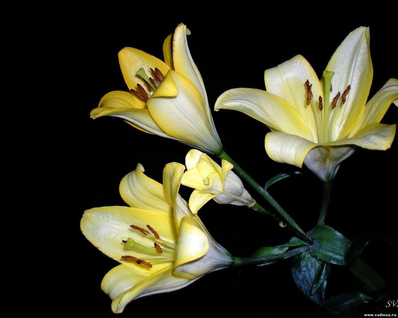 Yellow Lilies on Black