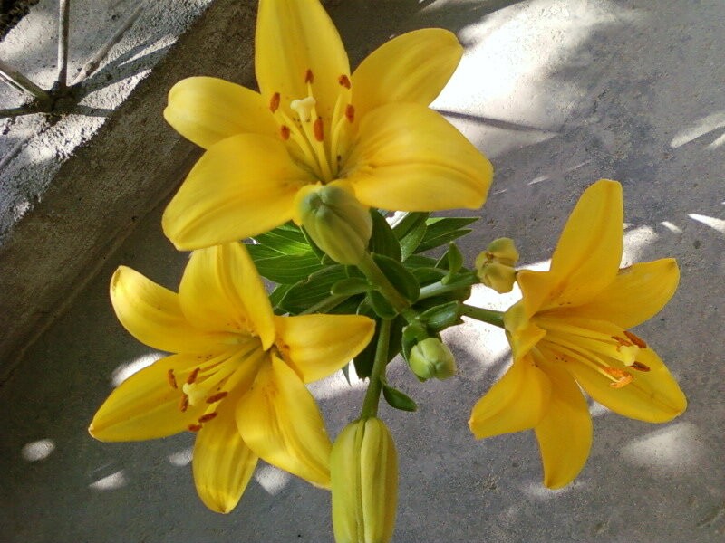 Yellow Lilies on Concrete