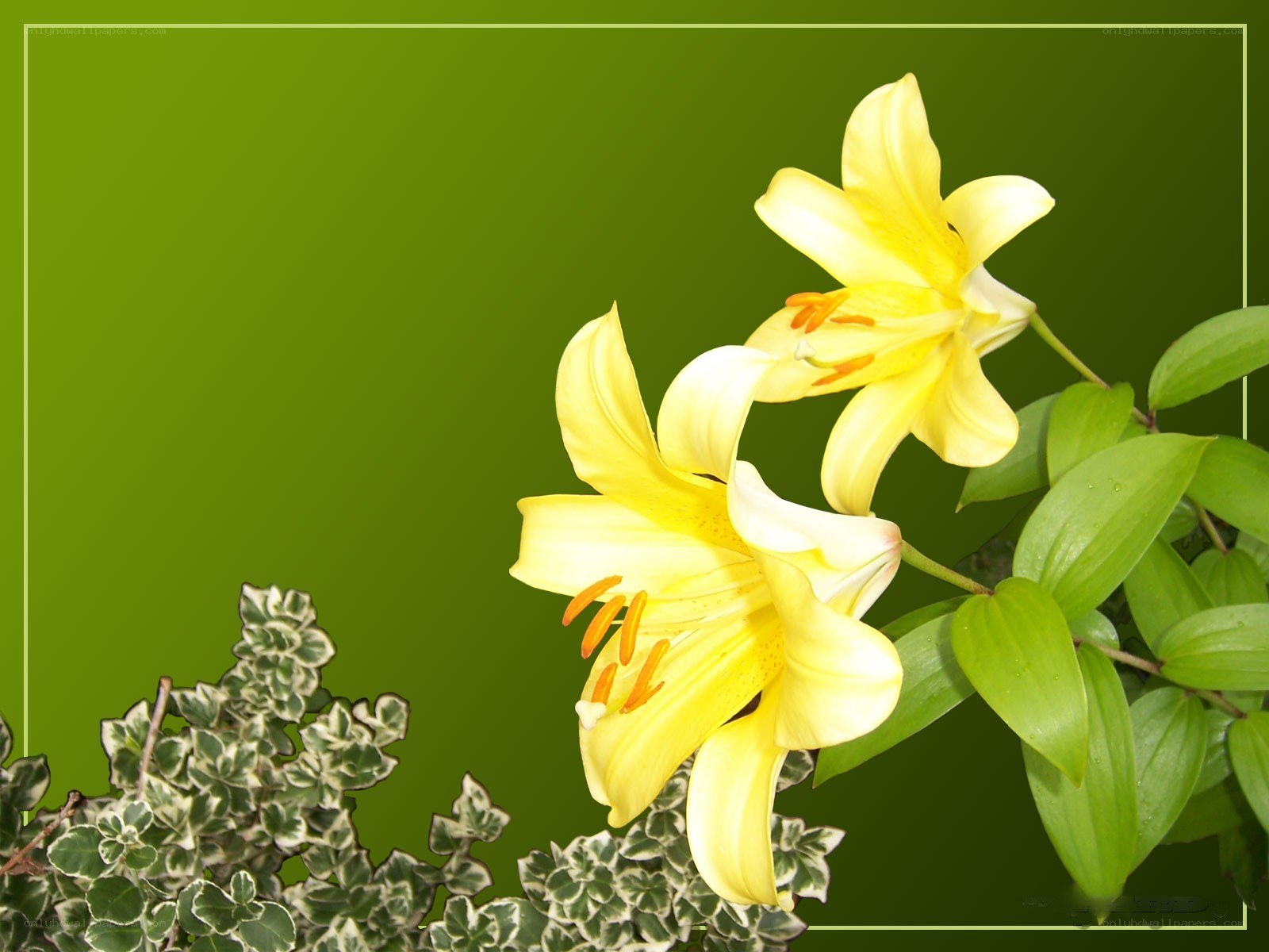 Yellow lilies on green background