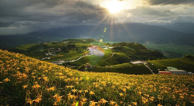 Yellow Lilies on Hills — Dramatic, Sunset, Photograph, Sunlight, Mountains