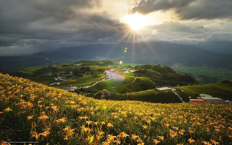 Yellow Lilies on Hills — Dramatic, Sunset, Photograph