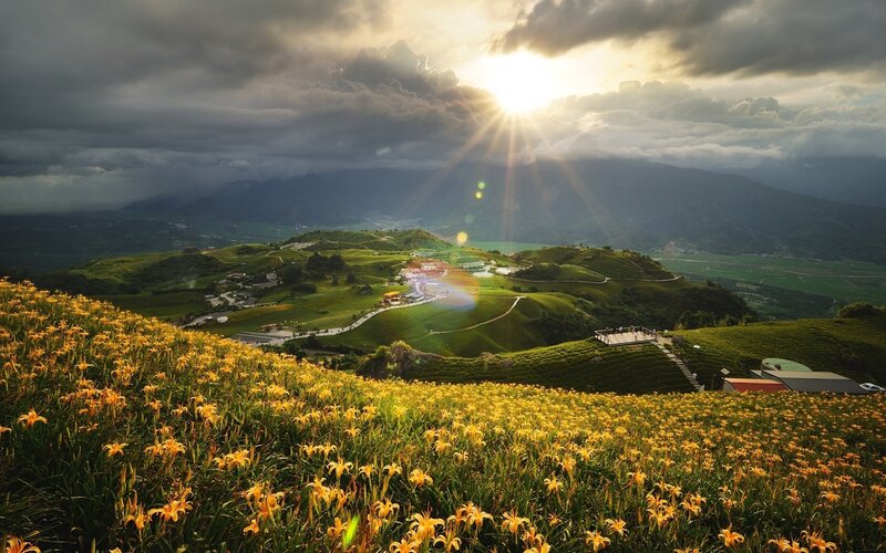 Yellow Lilies on Hills — Dramatic