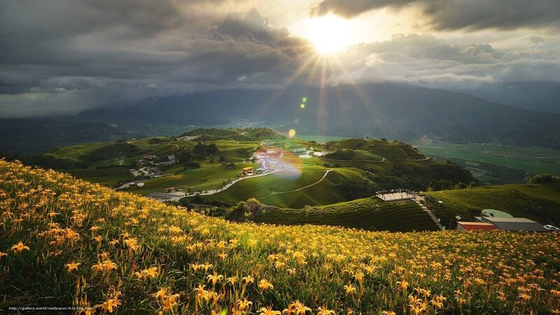 Yellow Lilies on Hillside — Dramatic