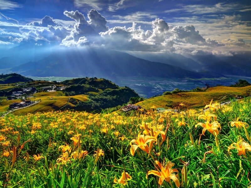 Yellow Lilies on Hillside