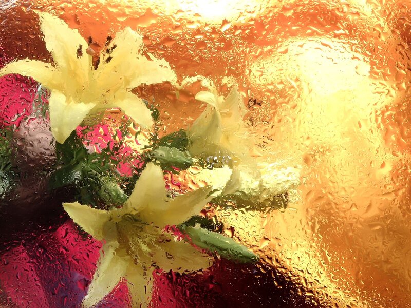 Yellow lilies through wet glass