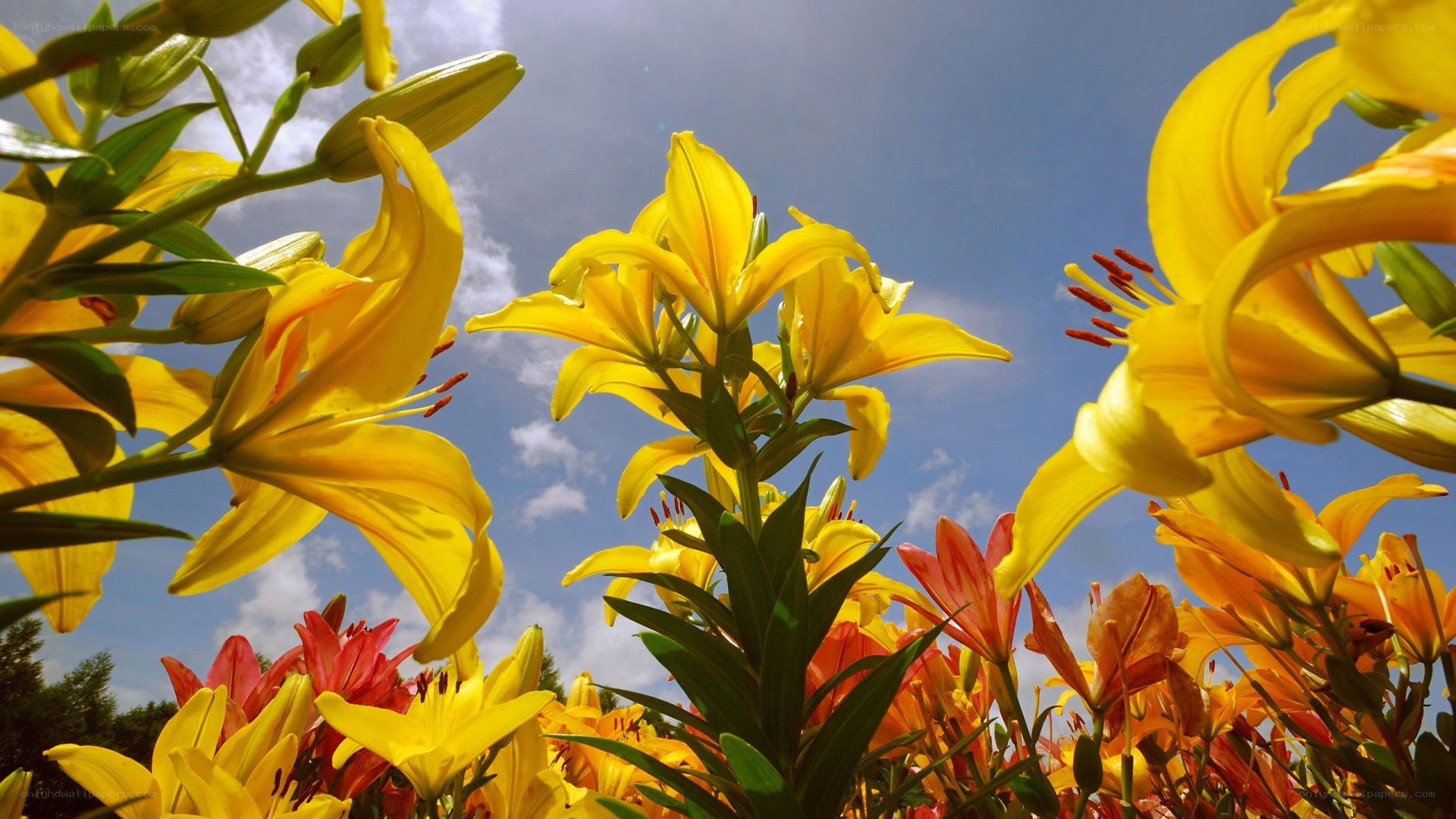 Yellow lilies under blue sky
