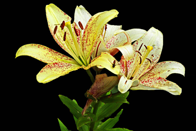 Yellow Lilies with Bee