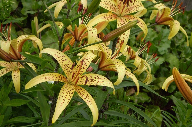 yellow lilies with brown spots