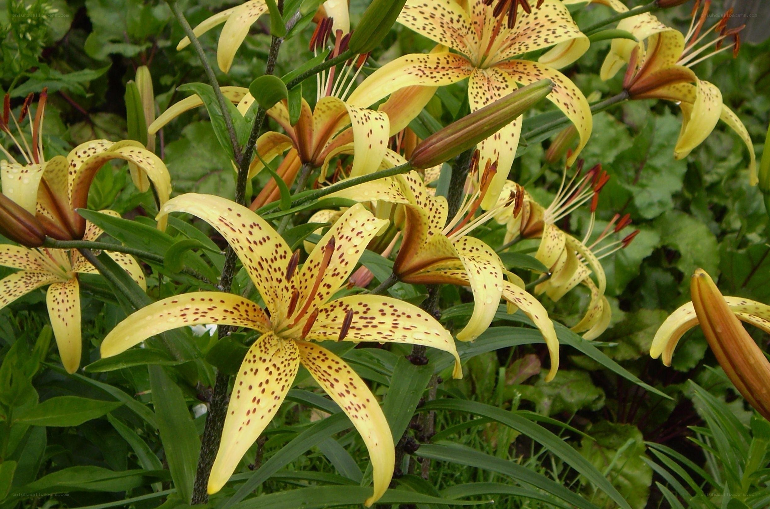yellow lilies with brown spots