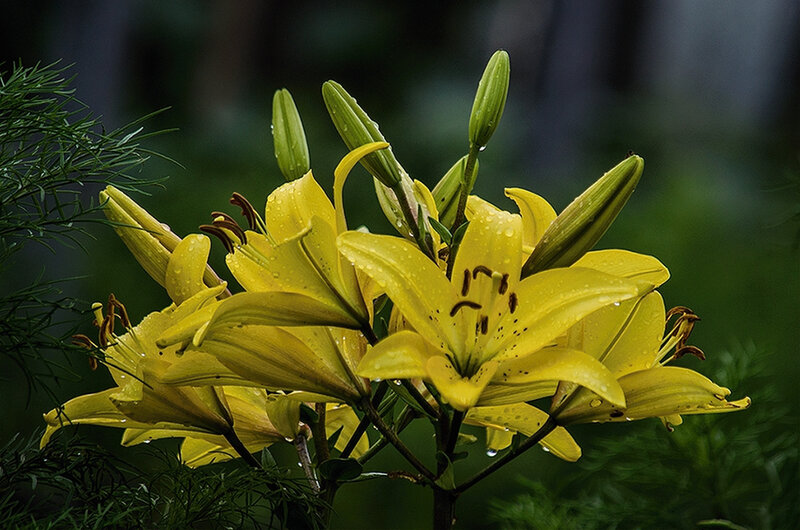 Yellow Lilies with Buds — Serene