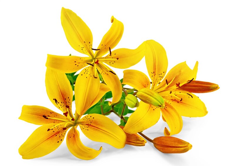 Yellow Lilies with Buds