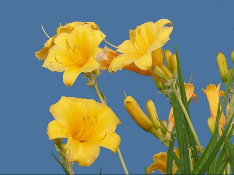 Yellow lilies with dewdrops