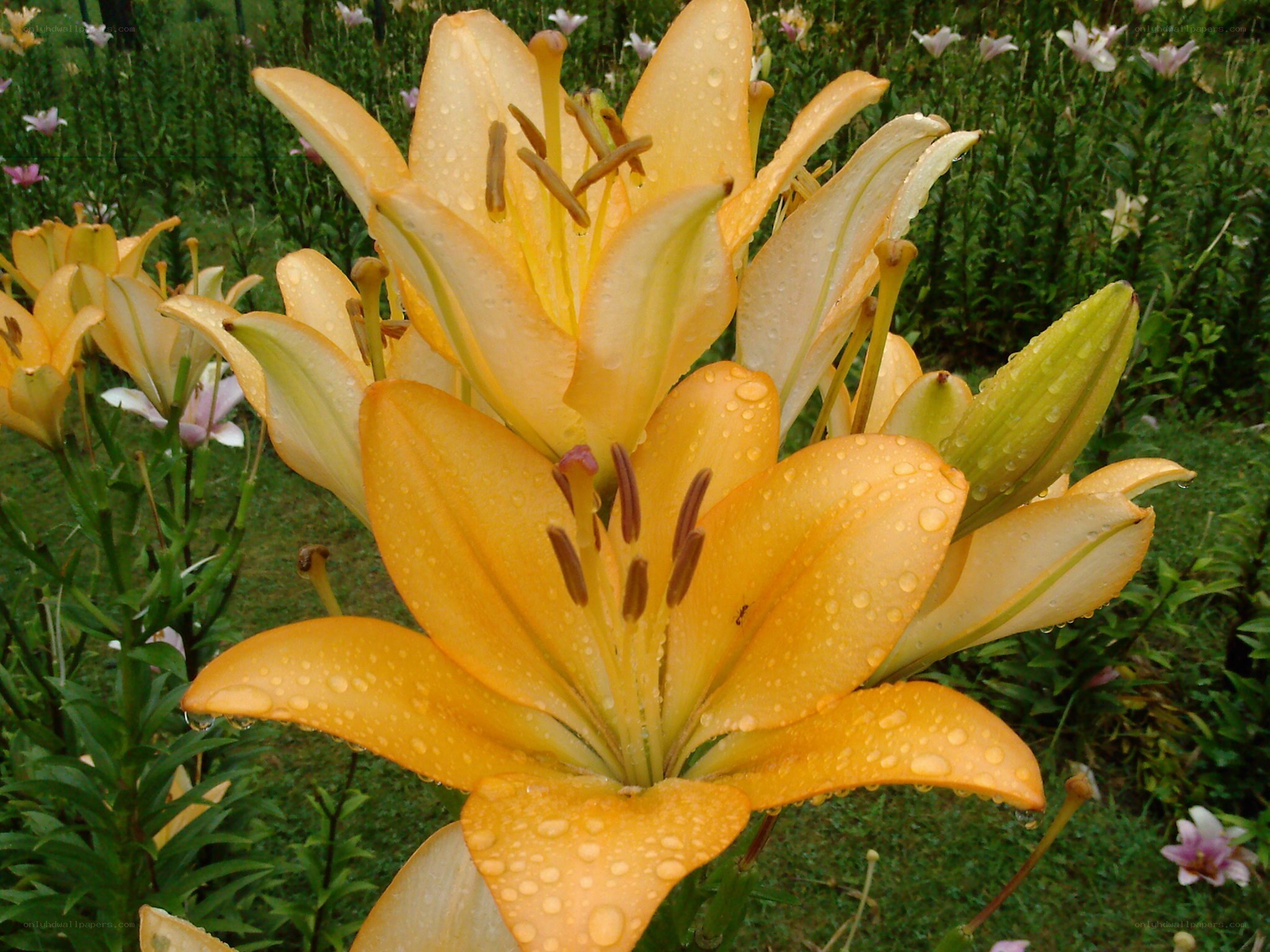 Yellow lilies with raindrops